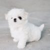 Melody Micro Teacup Maltese - Image 4