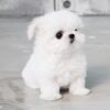 Melody Micro Teacup Maltese - Image 5