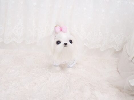Aaron Micro Teacup Maltese - Image 2