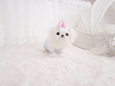 Aaron Micro Teacup Maltese - Image 3