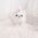 Aaron Micro Teacup Maltese