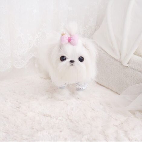 Aaron Micro Teacup Maltese