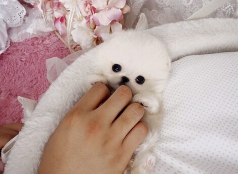 Stella White Micro Pom - Image 2