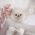 Stella White Micro Pom