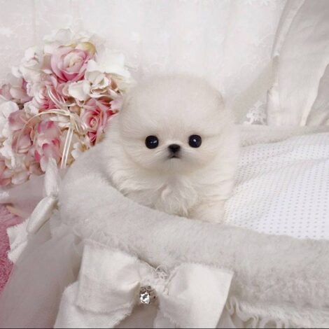 Stella White Micro Pom