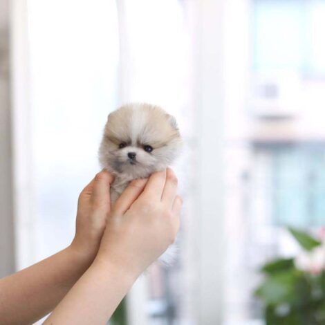 Nugget Micro Pomeranian - Image 2