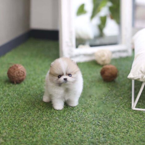 Nugget Micro Pomeranian - Image 3
