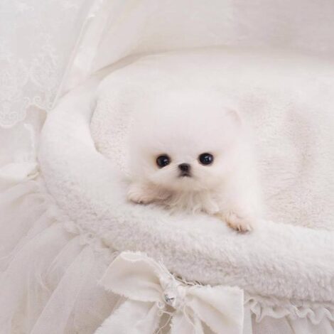 Hudson White Micro Teacup Pomeranian - Image 5