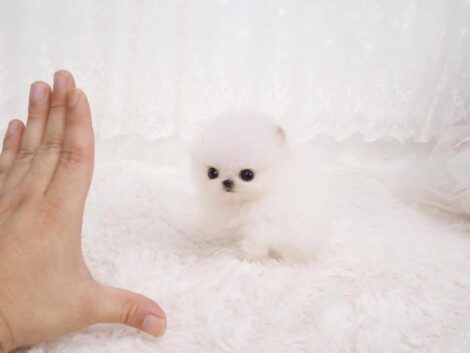 Hudson White Micro Teacup Pomeranian - Image 2
