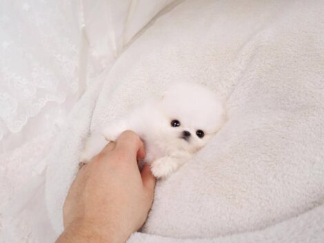 Hudson White Micro Teacup Pomeranian - Image 3