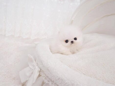 Hudson White Micro Teacup Pomeranian - Image 4