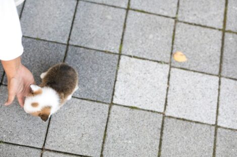 Vince Teacup Corgi - Image 2