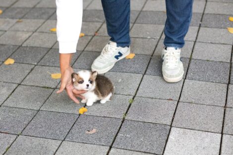 Vince Teacup Corgi