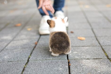 Vince Teacup Corgi - Image 3